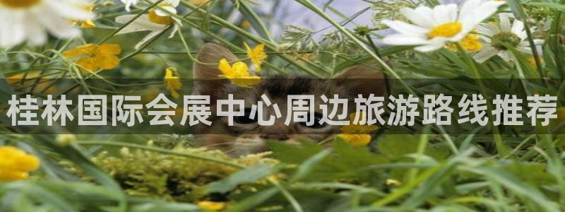 果博东官方网站怎么下载：桂林国际会展中心